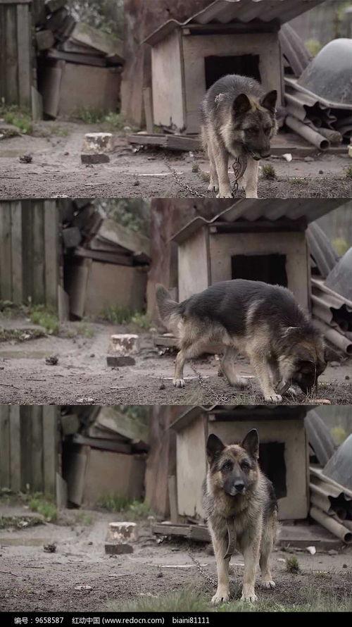 狼狗最新爆料视频播放,独家内幕大公开！  第3张