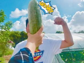 网红麦咭吃瓜,揭秘网红圈幕后故事